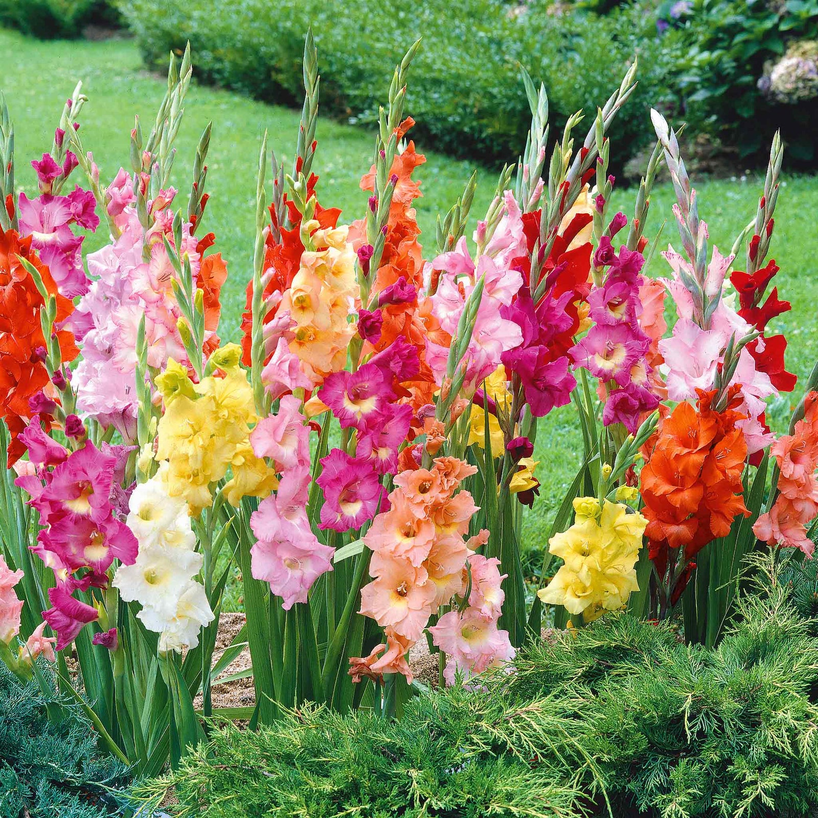 Gladiolus Large-flowered Mix | 15 x Bulbs | Multi