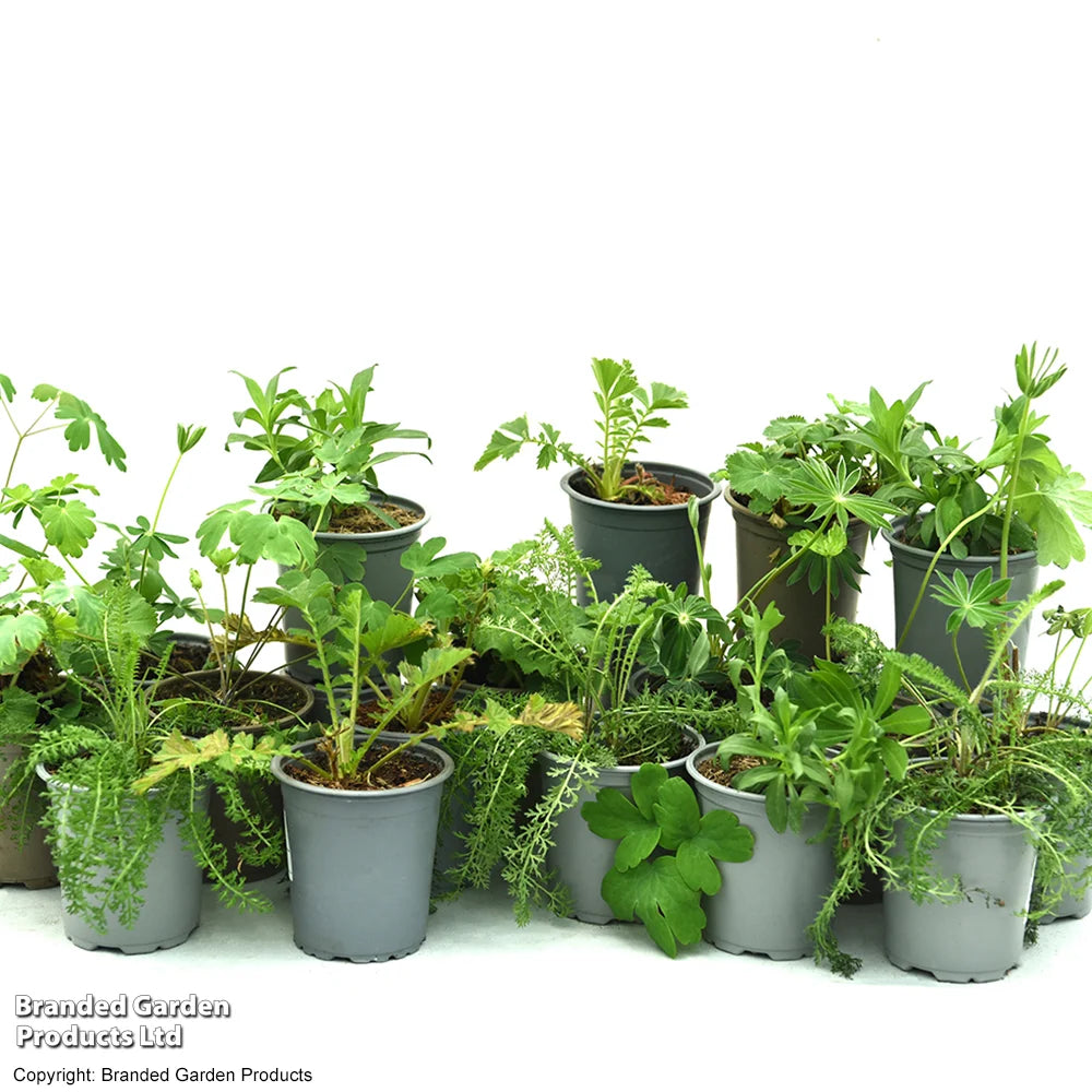 Mixed Perennial Cottage Garden Collection