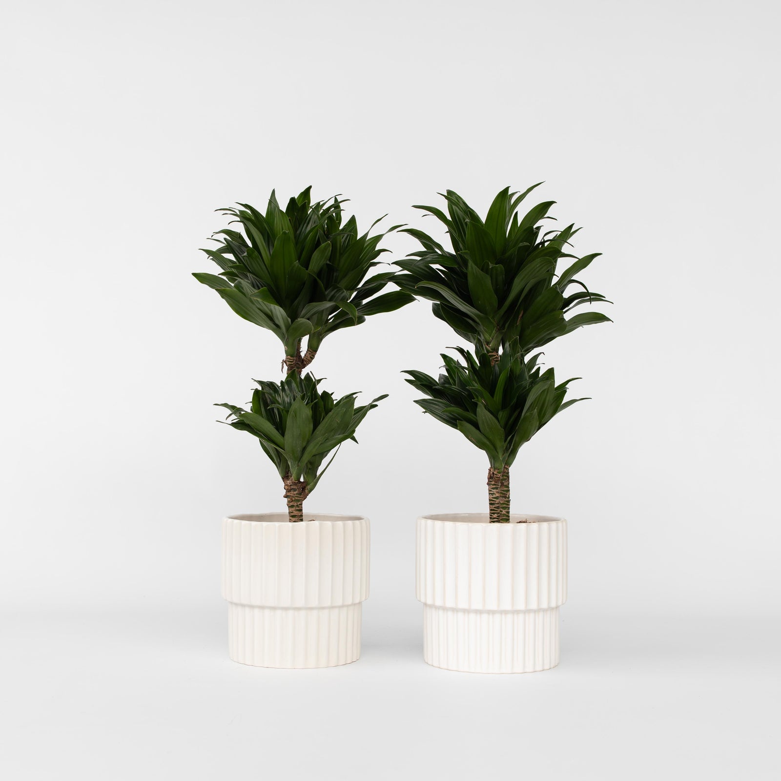 Dragon Tree - 2 Pcs. - Dracaena Surculosa - Height 50-65cm - ⌀17cm | Set of 2 | Green
