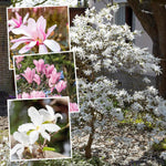 Magnolia Plant Collection  - Heaven Scent, Royal Star, Leonard Messel | 3 x 9cm | Pink & White