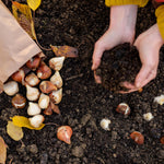 Romantic Tulip Collection - 75 Bulbs