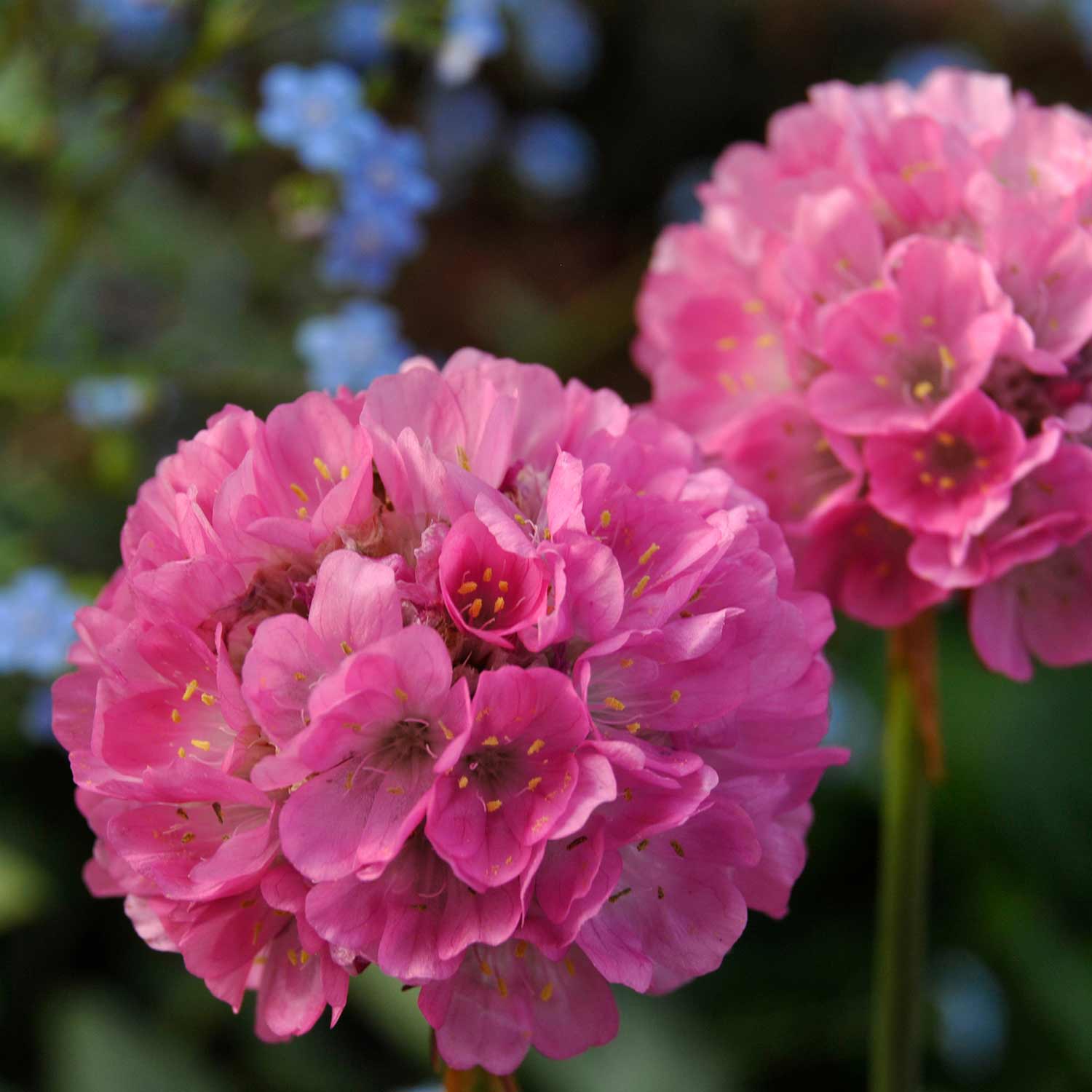 Armeria 'dreameria Daydream' Pink Pompom Perennial | 1 x 2L | Pink