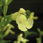 Salvia X Jamensis 'lemon Light' - 9cm Pot | 1 x 9cm | Yellow