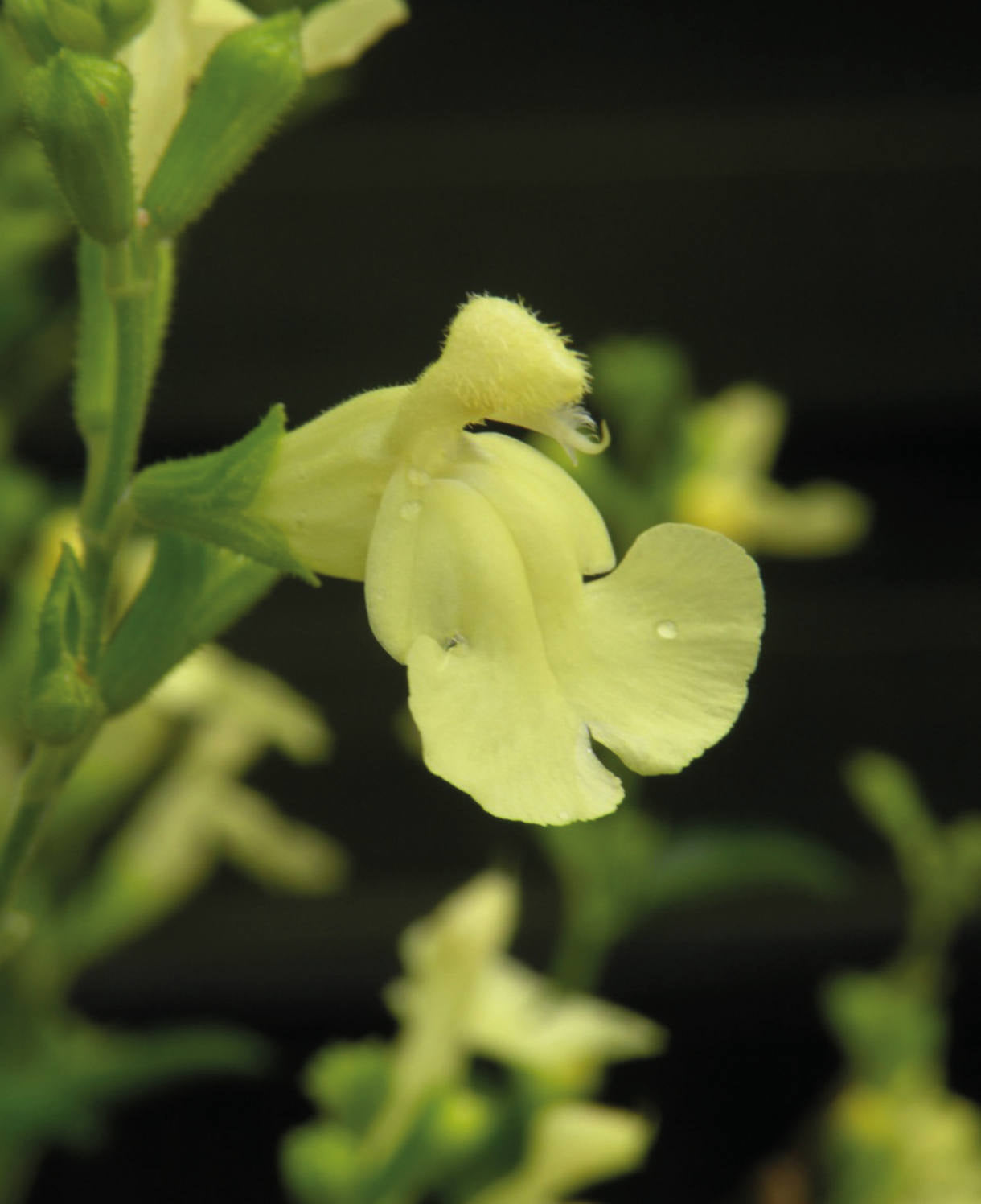 Salvia X Jamensis 'lemon Light' - 9cm Pot | 1 x 9cm | Yellow