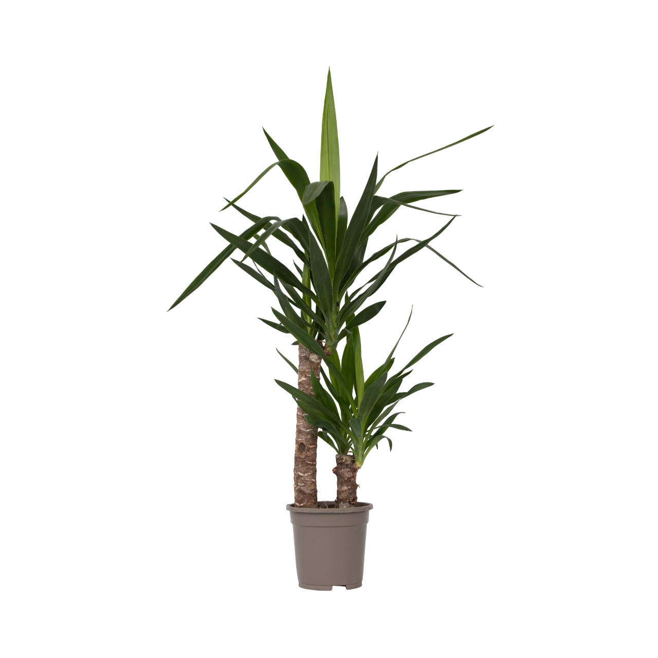 Common Yucca - Yucca Elephantipes - Height 70-80cm - ⌀17cm | Set of 1 | Green