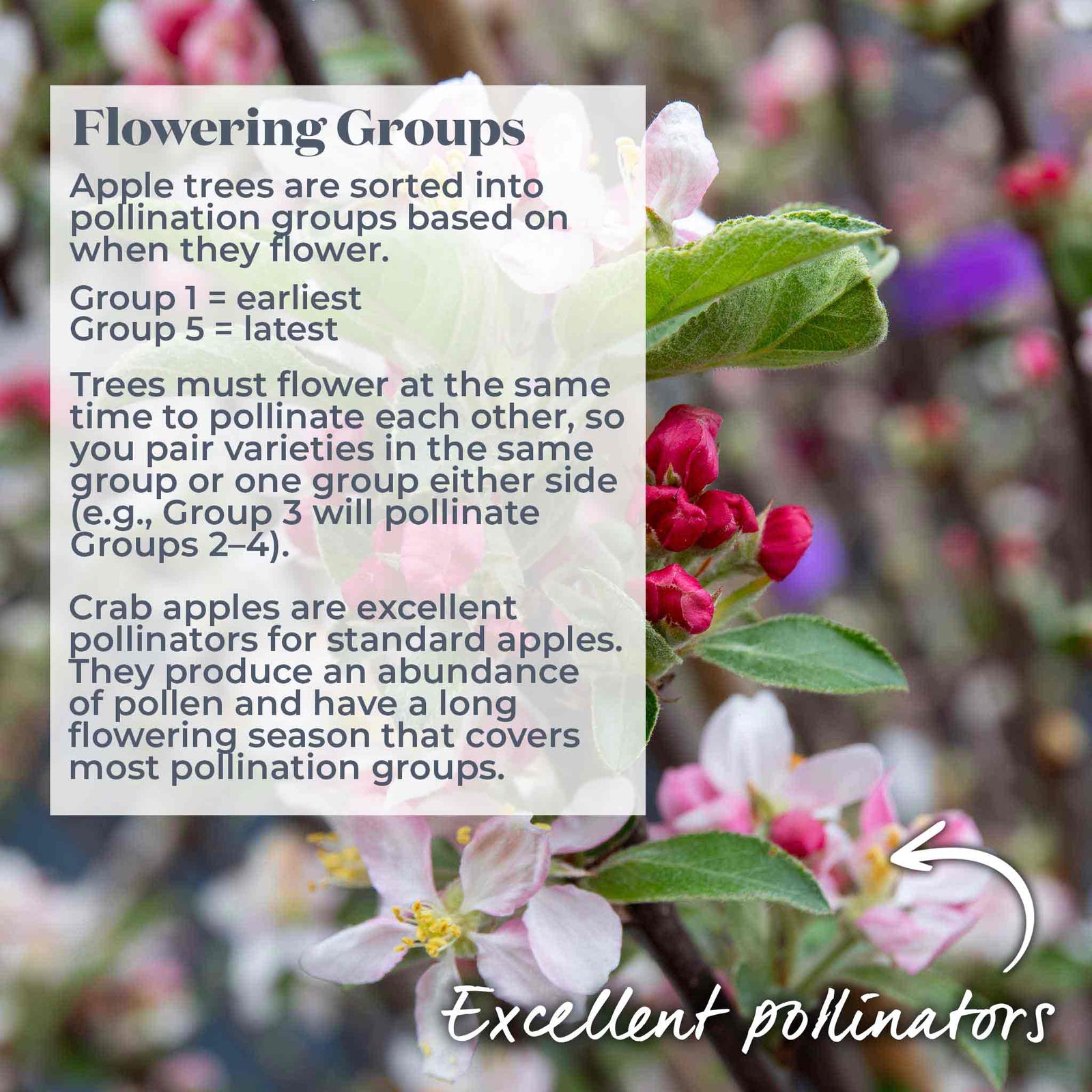 Crab Apple Tree 'jelly King', Large Orange-pink Fruit, Bare-root, Mm106 | 1 x Bare Root | Coral Pink