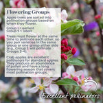 Crab Apple Tree 'golden Hornet' (malus) | 1 x Bare Root | Light Goldenrod Yellow