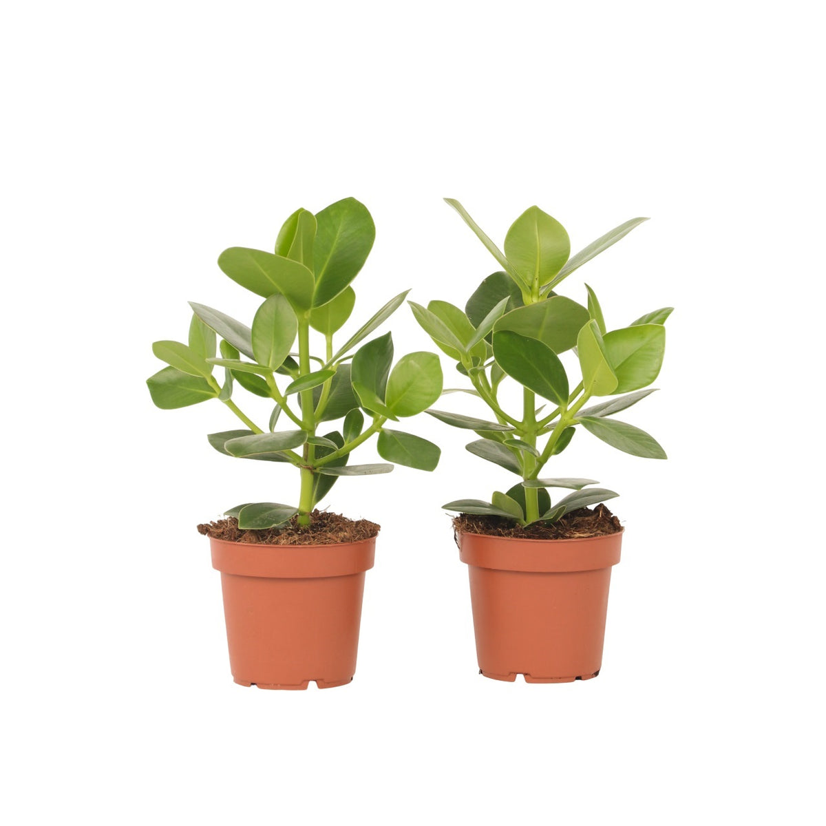 Autograph Tree - 2 Pcs. - Clusia Rosea 'princess' - Height 25-35cm - ⌀12cm | Set of 2 | Green