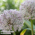 Thompson & Morgan Bulb Spring Flowering Collection 100 Bulbs