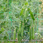 Pea 'larango' Multi-sown | 12 x Plug Plants | Green