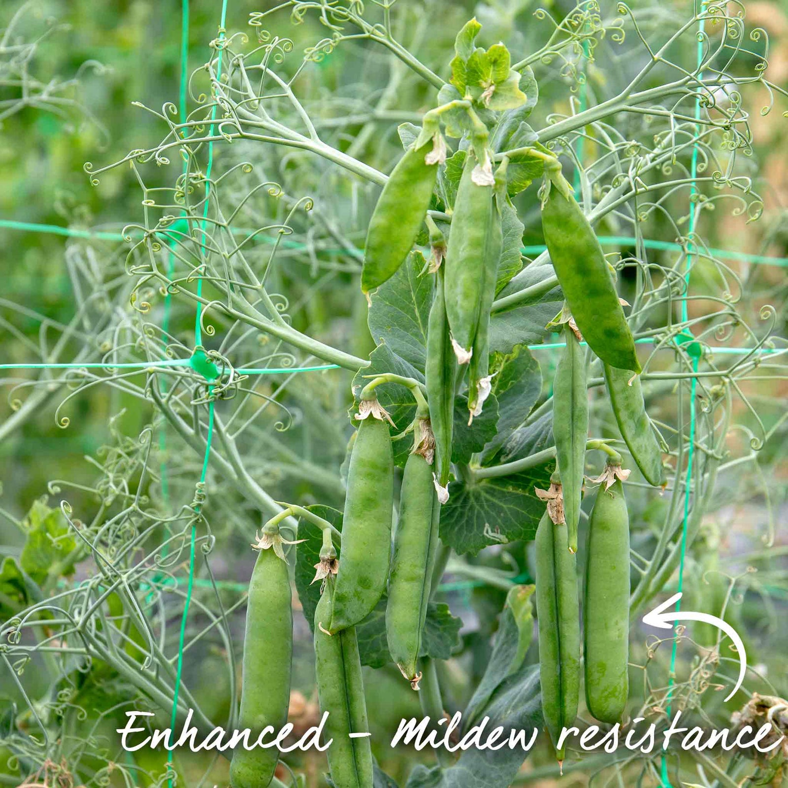 Pea 'larango' Multi-sown | 12 x Plug Plants | Green