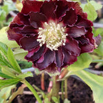 Double Ellen Hellebore Duo - 9cm pots | Set-of-2 | Dark Red