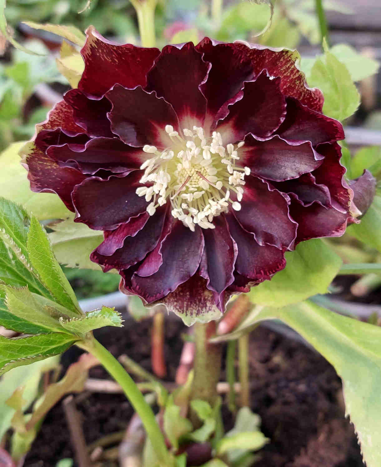 Double Ellen Hellebore Duo - 9cm pots | Set-of-2 | Dark Red