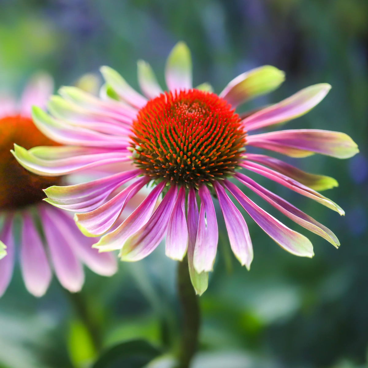 Echinacea Green Twister -a Unique Flower - 9cm pots | 1 x 9cm | Green & Pink