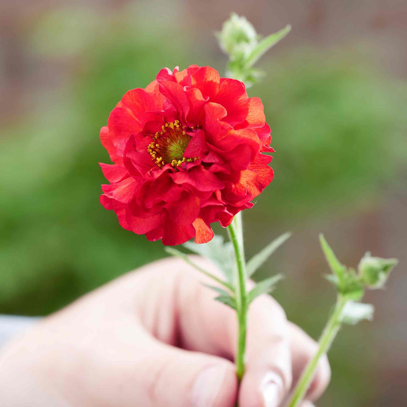 Geum Plant Collection - 3-variety Perennial Pack | 6 x Jumbo Plugs | Red