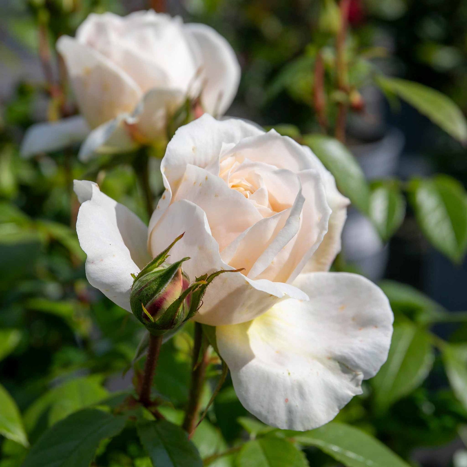 Rose 'champagne Moment' Floribunda – Rhs Agm, Rose Of The Year 2006 | 1 x Bare Root | White