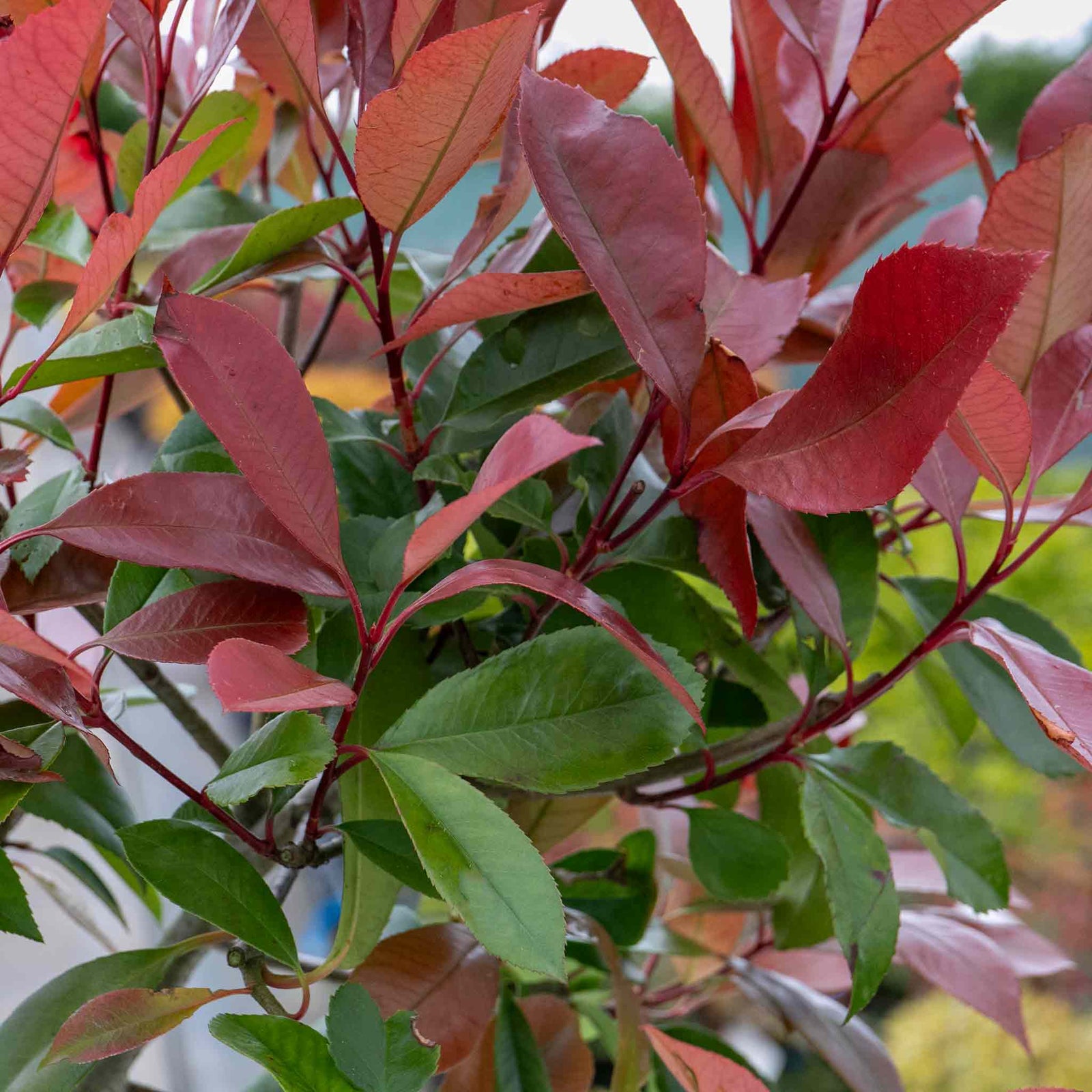 Photinia 'red Robin' Evergreen Shrub For Hedges And Containers | 1 x 15.5L | Red