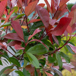 Photinia 'red Robin' Evergreen Shrub For Hedges And Containers | 3 x 7cm Plants | Red