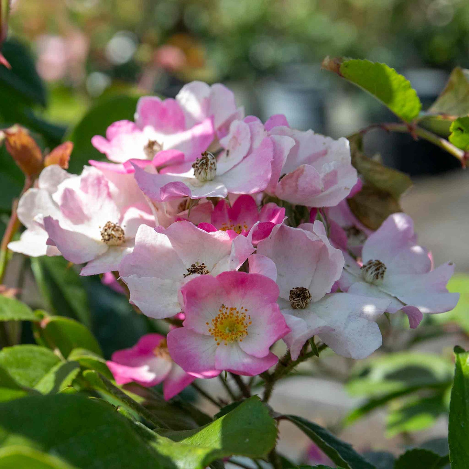 Rose 'ballerina' Pink Shrub Rose Rhs Award Of Garden Merit | 1 x Bare Root | Pink