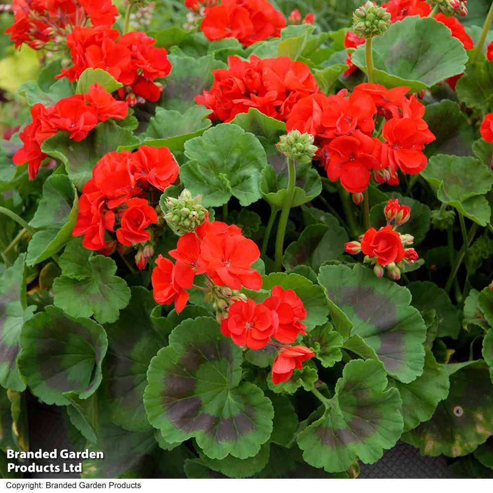 Geranium Best Red Garden Ready Plants | 24 x Garden Ready Plants