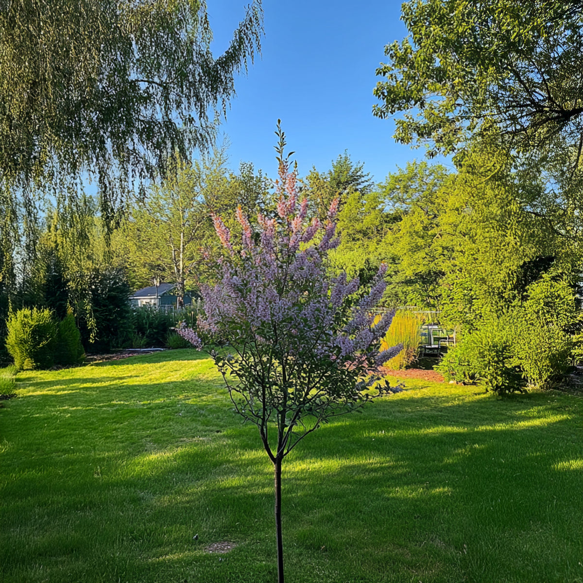 Flamingo Willow - 2 Pcs. - Salix Integra 'flamingo' - Height 60-80cm - ⌀17cm | Set of 2 | Pink
