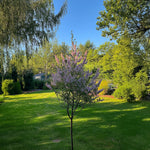 Flamingo Willow - 4 Pcs. - Salix Integra 'flamingo' - Height 60-80cm - ⌀17cm | Set of 4 | Pink
