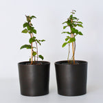 Blackberry Plant - Rubus Fruticosus 'Thornfree' - H50-60cm - ⌀15cm | Set of 2 | Pink
