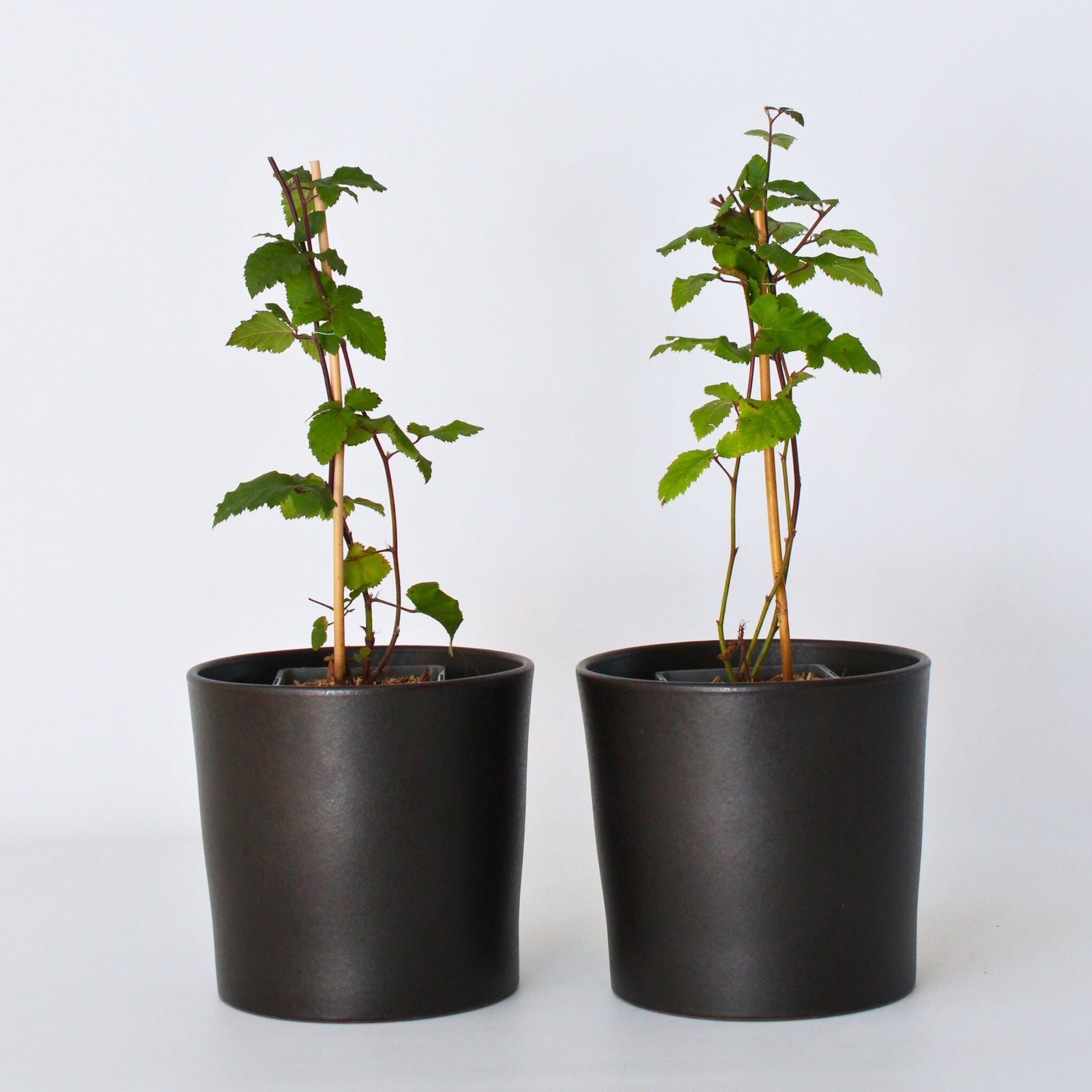 Blackberry Plant - Rubus Fruticosus 'Thornfree' - H50-60cm - ⌀15cm | Set of 2 | Pink