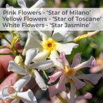 Star Jasmine 'star Of Toscane' - Evergreen Fragrant Climber | 1 x 9cm | Orange & Yellow
