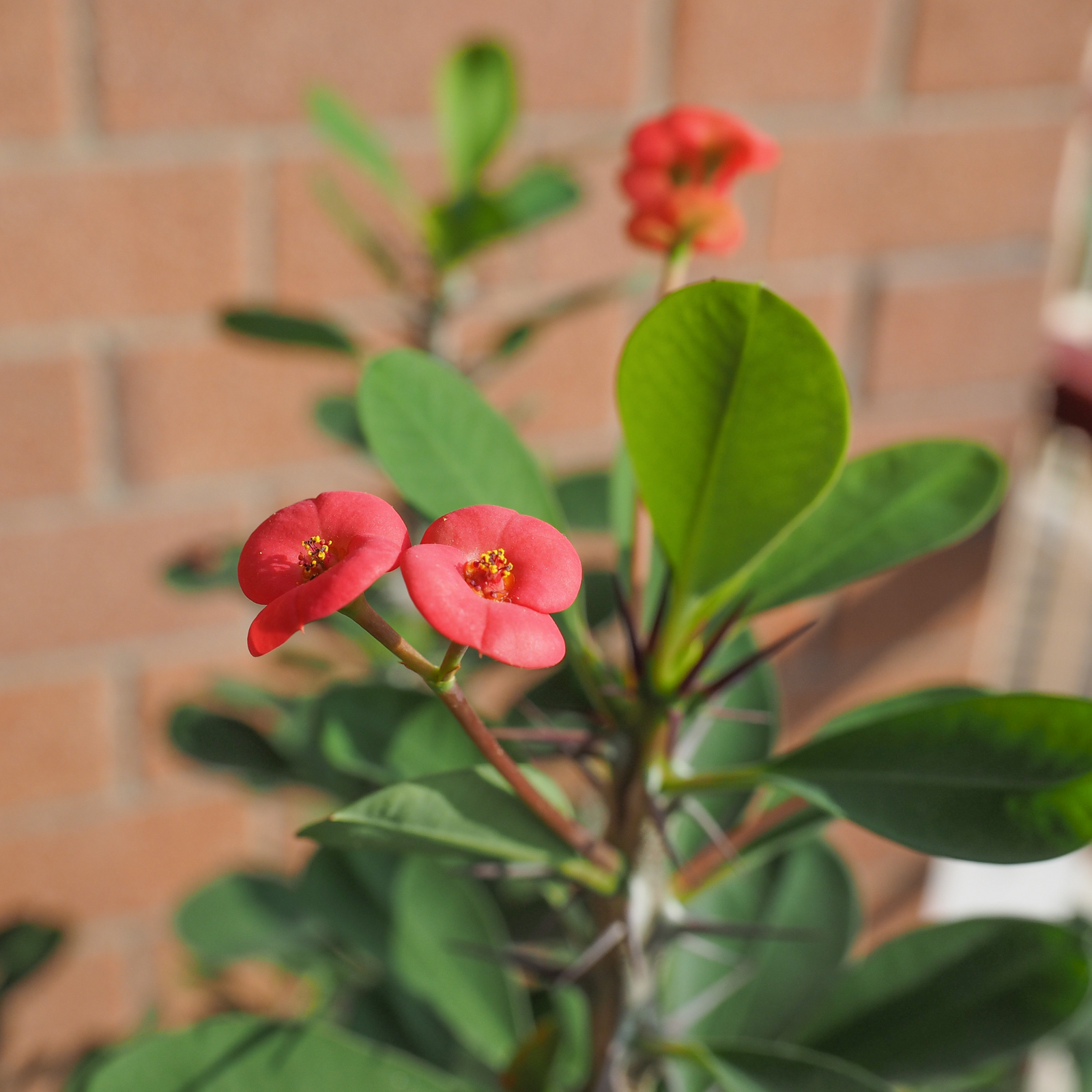 Crown Of Thorns - Euphorbia 'milii' - Height 25-35cm - ⌀13cm | Set of 1 | Pink