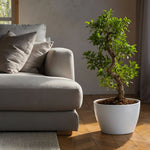 Curtain Fig - 2 Pcs. - Ficus Microcarpa 'ginseng' - Height 55-65cm - ⌀20cm | Set-of-2 | Green