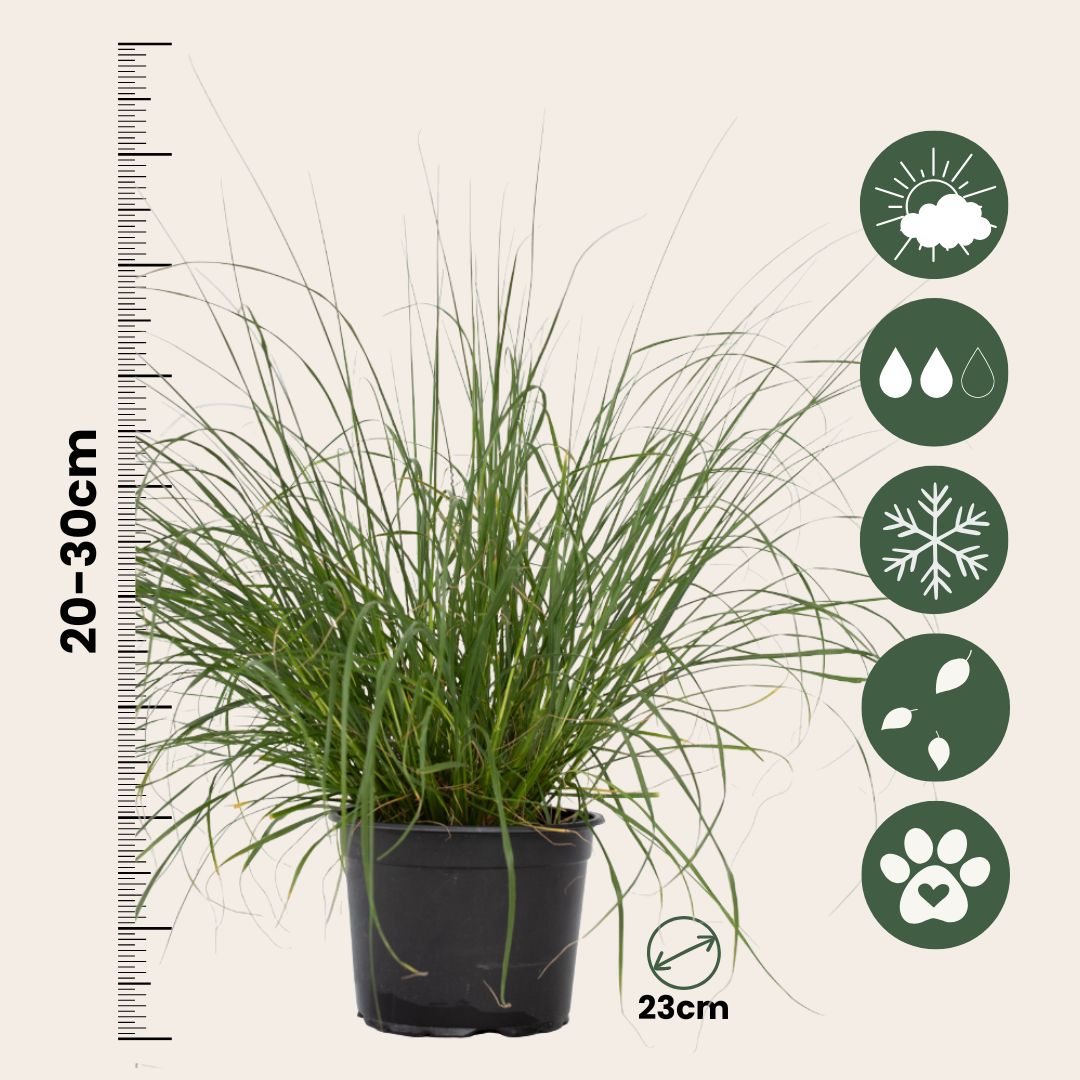 Fountain Grass - 2 Pcs. - Pennisetum Alopecuroides 'hameln' - H20-30cm - ⌀23cm | Set of 2 | Green