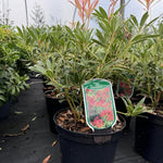 Large Pieris Flaming Silver Shrub Evergreen Garden Plant In A 3 Litre Pot