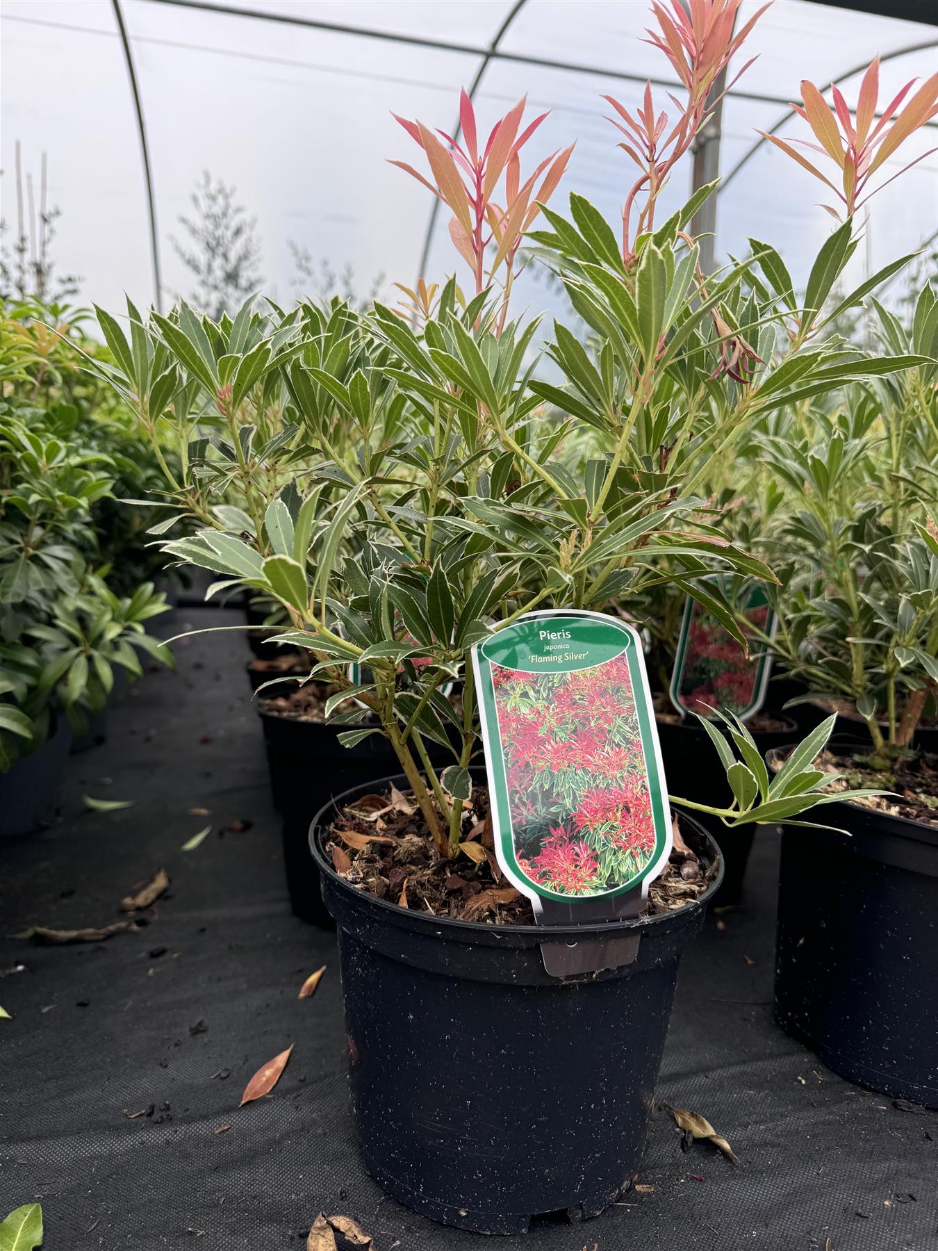 Large Pieris Flaming Silver Shrub Evergreen Garden Plant In A 3 Litre Pot