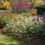Erigeron Karvinskianus 'stallone' Profusion Groundcover | 3 x Jumbo Plugs