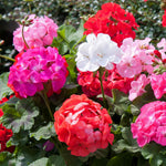 Geranium 'palladium F1 Mixed' | 20 x Pro Grower Plugs | Multi