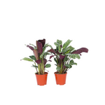 Never Never Plant - 2 Pcs. - Ctenanthe 'burle-marxii' - Height 25-40cm - ⌀12cm | Set of 2 | Green