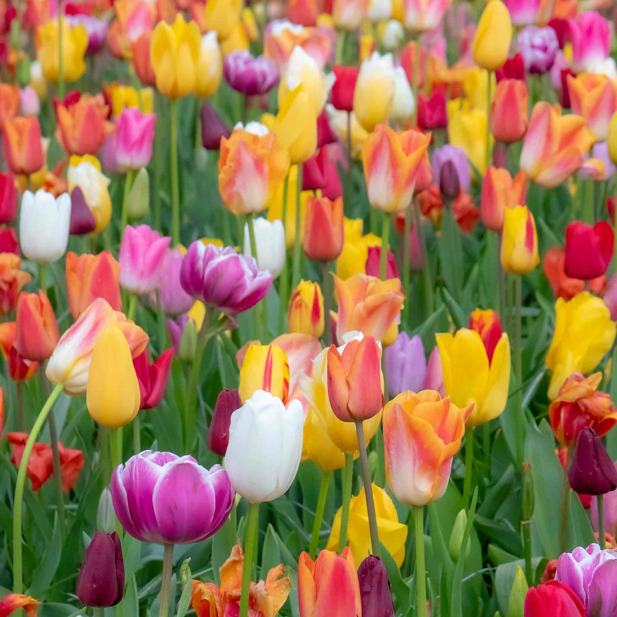 Tulip Bulbs Mixed Border Collection 50 Bulbs | 50 x Bulbs | Mixed