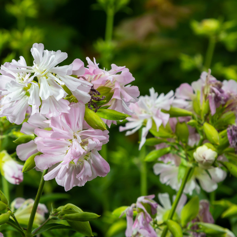 Hayloft Saponaria officinalis - Wildflower Soapwort - 3 x 9cm Pots