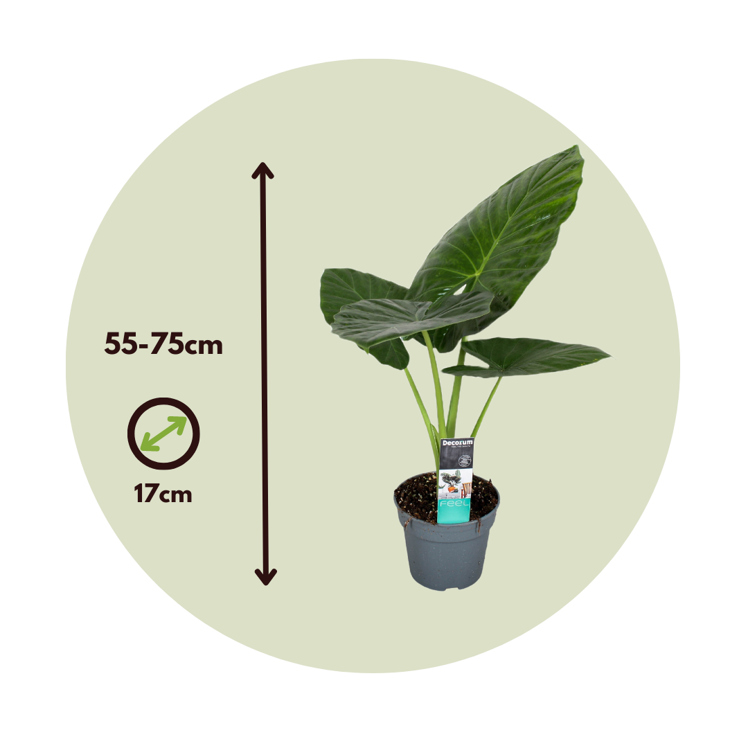 Elephant's Ear - Alocasia 'odora' - Height 55-75cm - ⌀17cm | Set of 1 | Pink