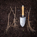 Whitecurrant 'blanka' Bare Root Fruit Plant Bare Root | Set of 3 | White