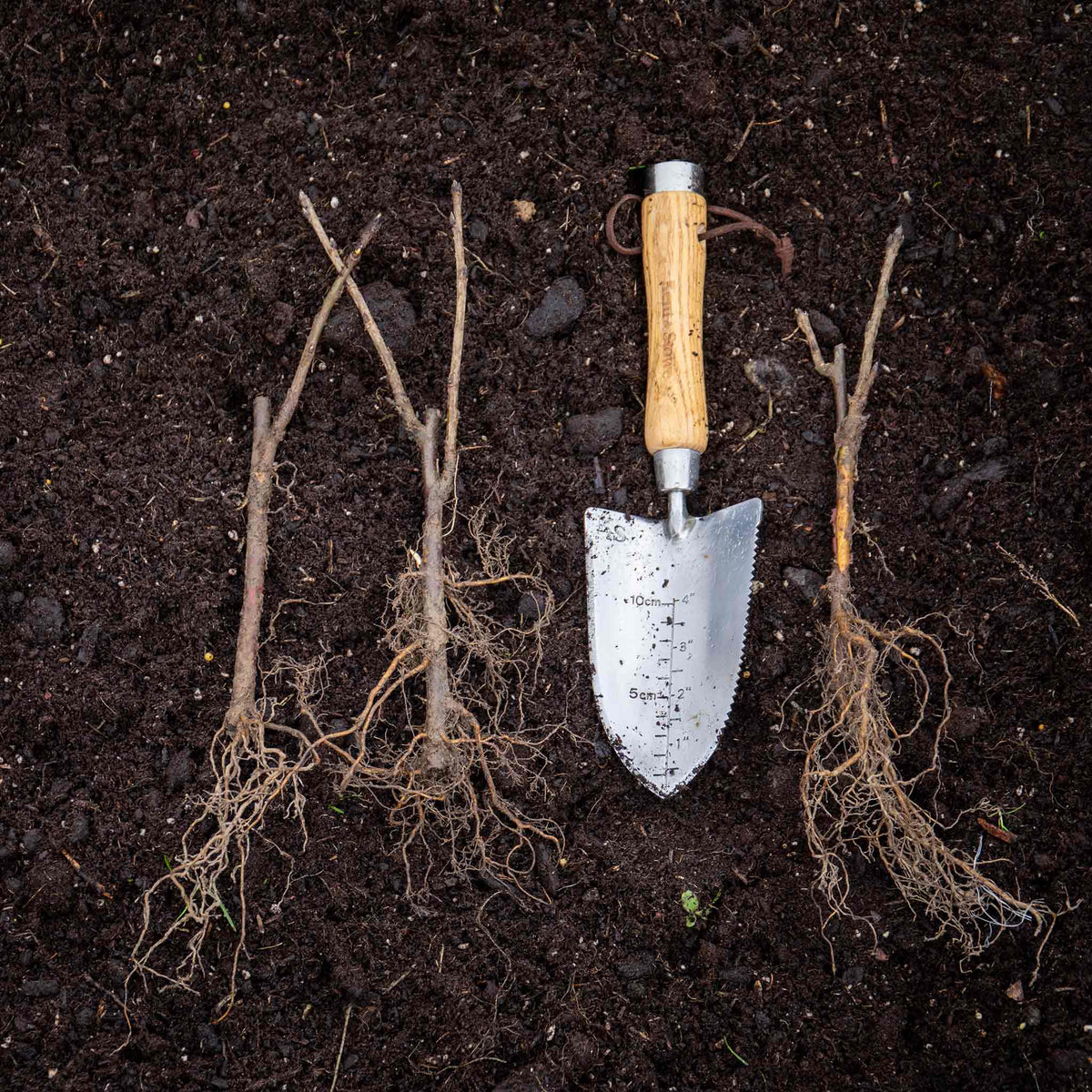 Whitecurrant 'blanka' Bare Root Fruit Plant Bare Root | Set of 3 | White