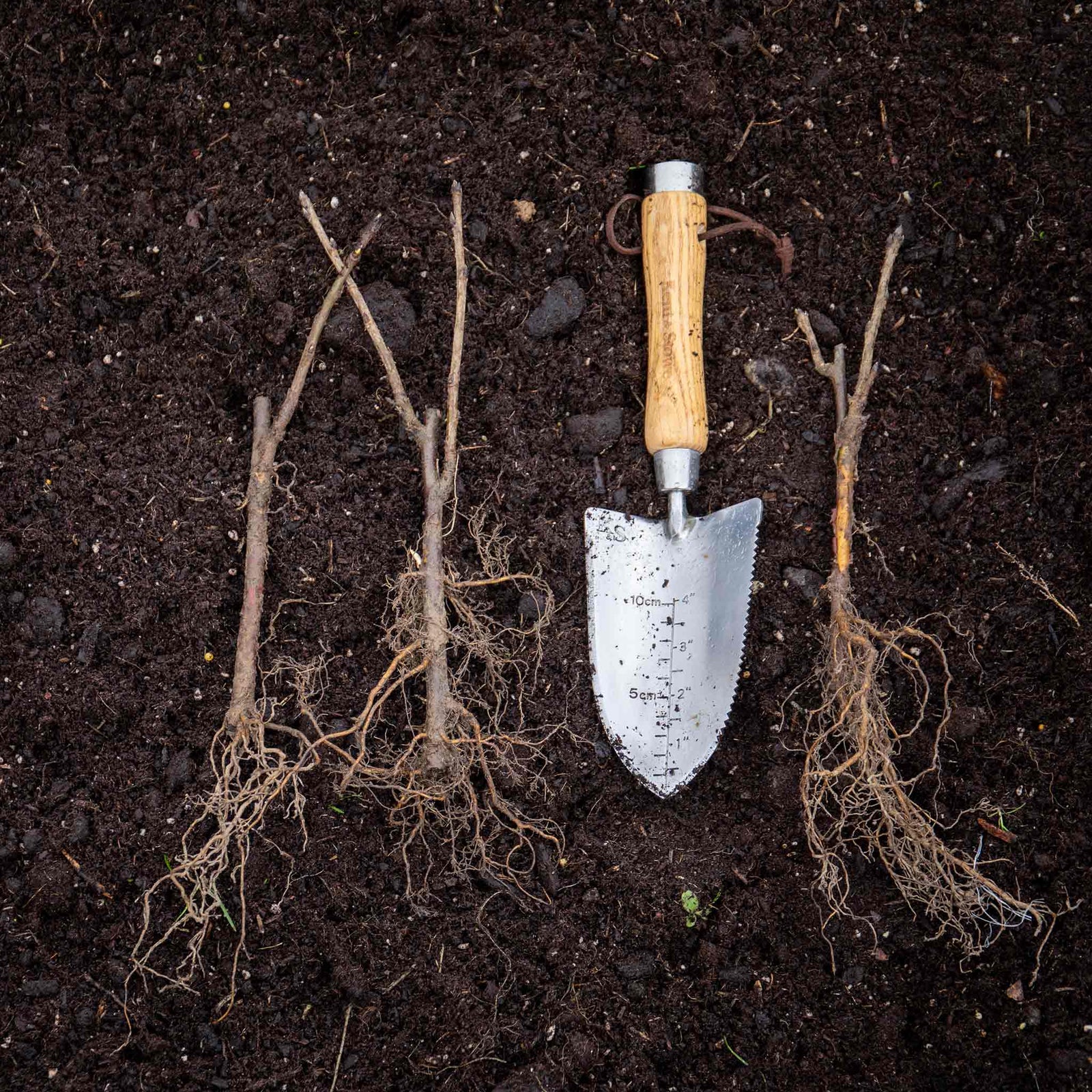 Whitecurrant 'blanka' Bare Root Fruit Plant Bare Root | Set-of-1 | White