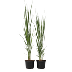 Switch Grass - 2 Pcs. - Panicum Virgatum 'northwind' - Height 40-60cm - ⌀23cm | Set-of-2 | Green