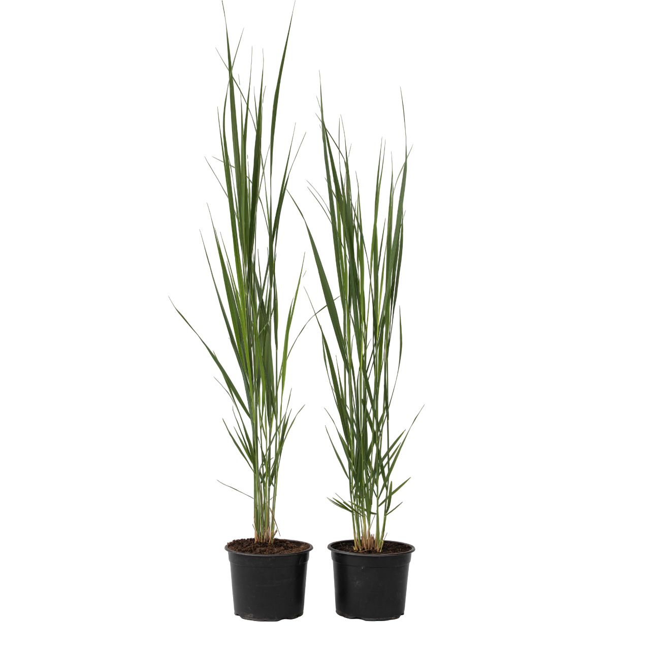 Switch Grass - 2 Pcs. - Panicum Virgatum 'northwind' - Height 40-60cm - ⌀23cm | Set-of-2 | Green