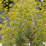 Euphorbia Martinii 'ascot Rainbow' Variegated Perennial | 1 x 2L | Green & Pink