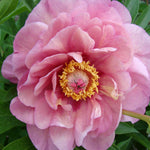Hayloft Peony Garden Candy Double Pink - 2l Pot