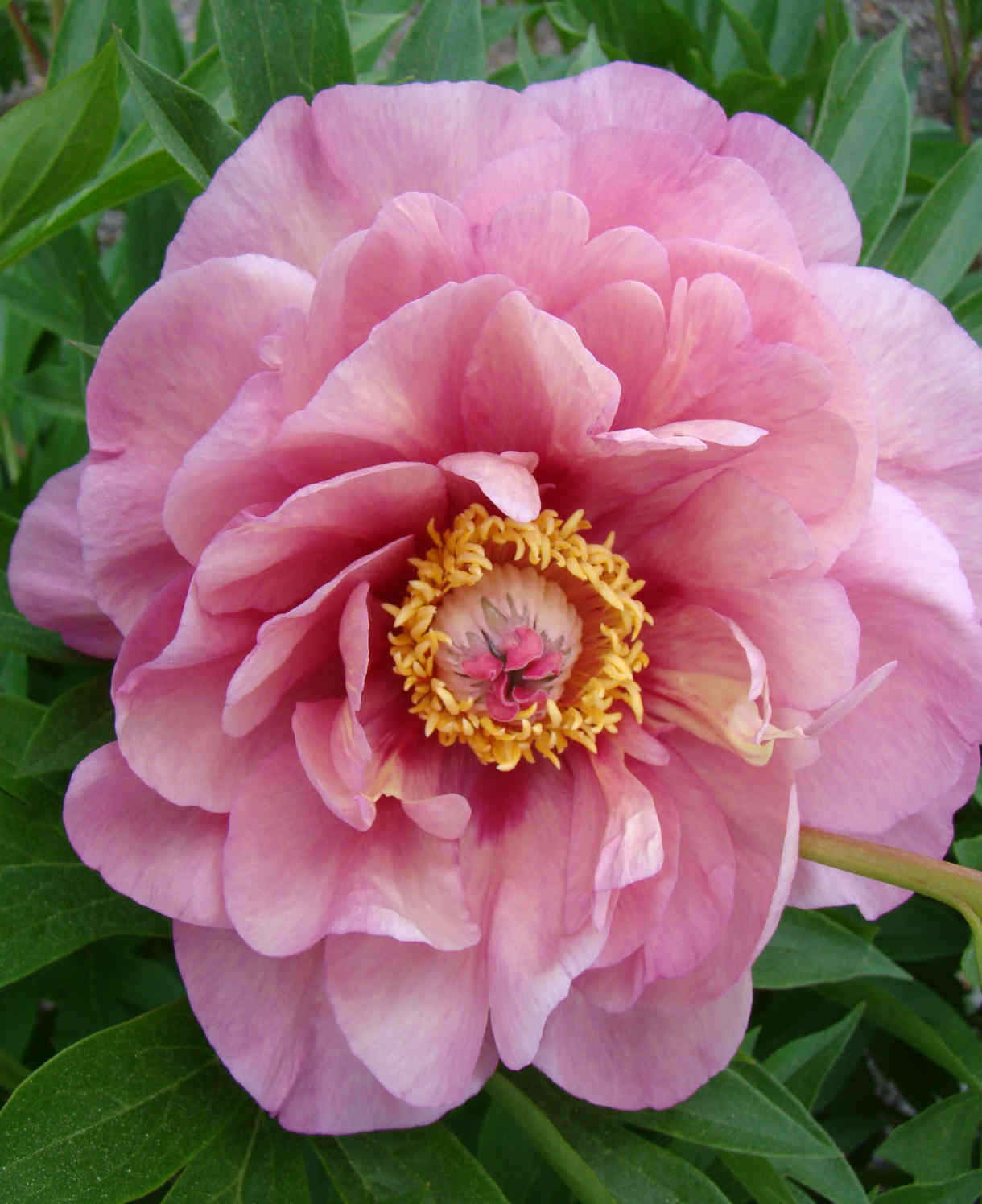 Hayloft Peony Garden Candy Double Pink - 2l Pot