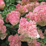 Hydrangea Vanilla Fraise Garden Shrub Plant 2-3ft Large Supplied In A 3 Litre Pot