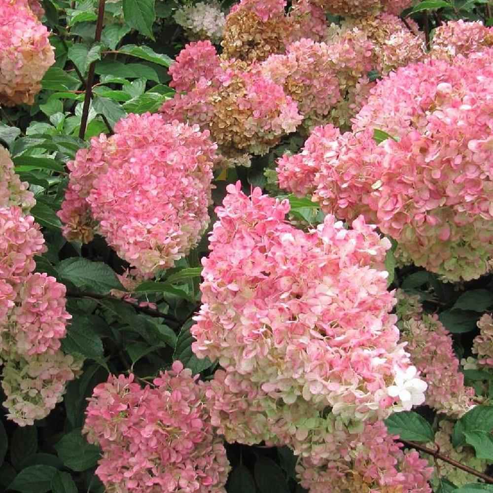 Hydrangea Vanilla Fraise Garden Shrub Plant 2-3ft Large Supplied In A 3 Litre Pot